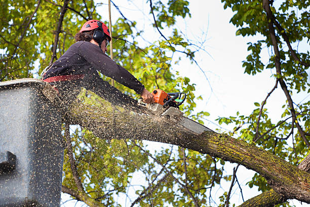 Best Tree Cabling and Bracing  in Pomona, NY